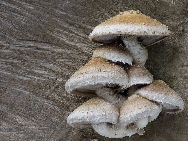 Hemipholiota populnea